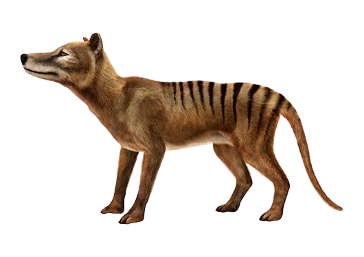 Tasmanian Tiger
